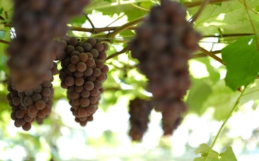 大迫佐藤葡萄園赤ワイン2本セット（ツヴァイゲルト・メルロー） 【649】