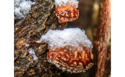 歯ごたえと旨みが格別！花巻産 純情乾しいたけ どんこ 使い切りセット 【665】
