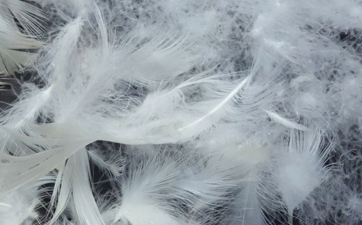 ダウンパッド（羽毛敷きパッド） クイーン［サステナブルなダウン×抗菌防臭生地］ 【1330】