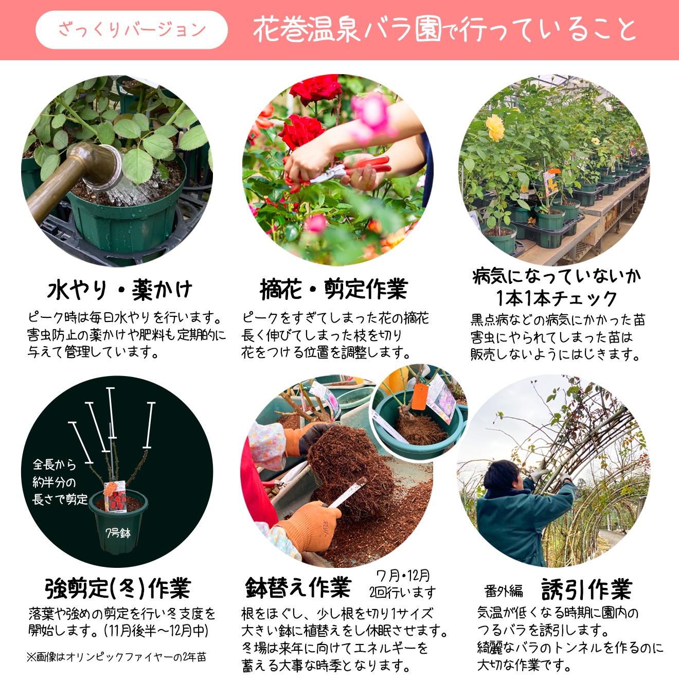 <色で選べる♪>花巻温泉バラ園で育った「バラ中苗」5号サイズ -ピンク-<2026年3月より発送> 【1857】