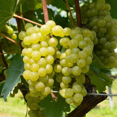 メルロー＆シャルドネ アールペイザンワイナリー 赤白ワインセット 750ml×2本 【1987】