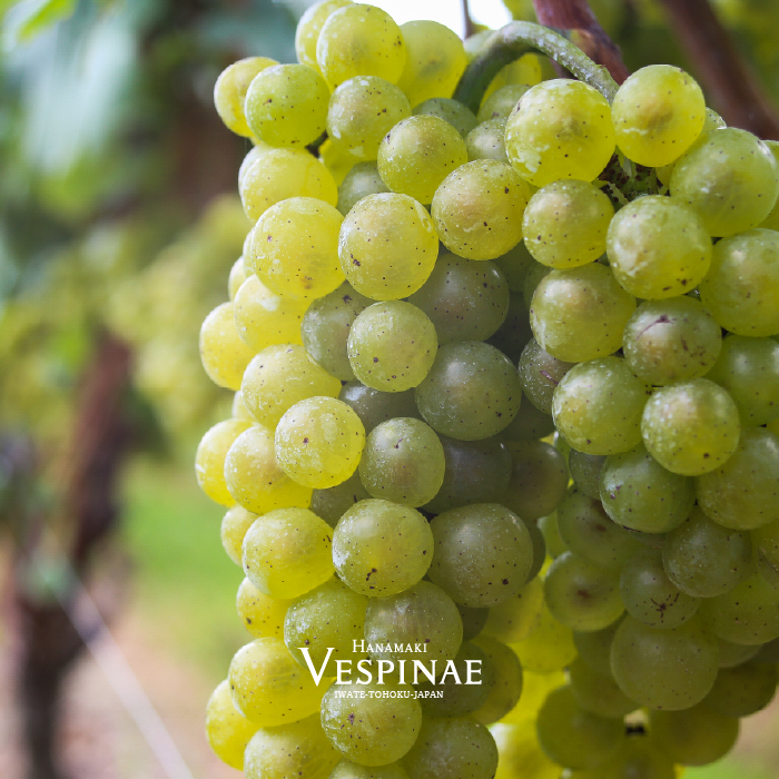  Vespinae（ベスピナエ）リースリングリオン 2024 白ワイン 750ml×1本 【2165】