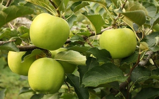 イーハトーヴ 訳アリ りんご 約５ｋｇセット《2025年1月より発送予定/予約受付》 【280-1】