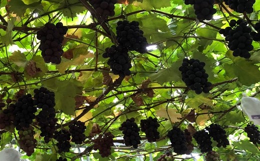 ＜予約受付！＞【糖度18～20度のぶどう100％使用】ぶどうジュース２本セット 【531】