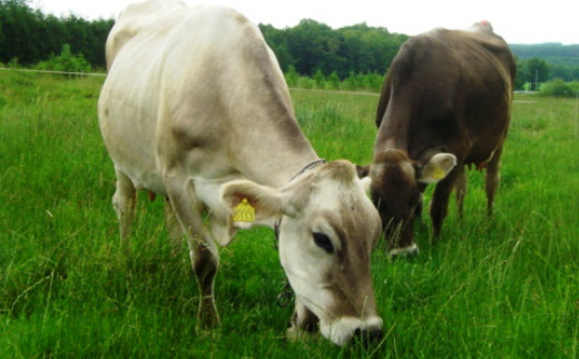 【3ヶ月定期便】早池峰のむヨーグルト３本セット 【638】