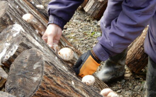 歯ごたえと旨みが格別！花巻産 純情乾しいたけ どんこ 使い切りセット 【665】