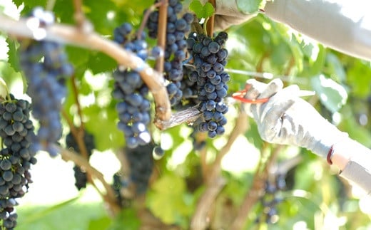 大迫佐藤葡萄園 ツヴァイゲルトレーベ2本 【828】