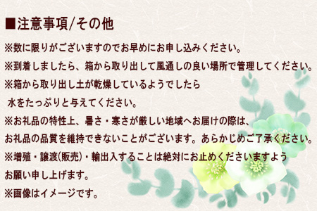花巻温泉バラ園で育ったクリスマスローズ苗　<2026年2月上旬より順次発送> 【1616】