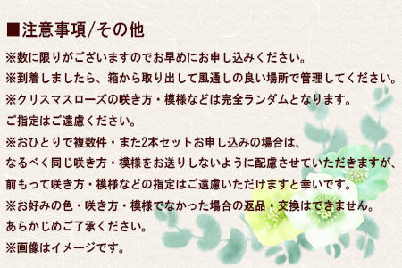 【2本セット】花巻温泉バラ園で育った「クリスマスローズ」苗<2026年2月上旬より順次発送> 【2167】