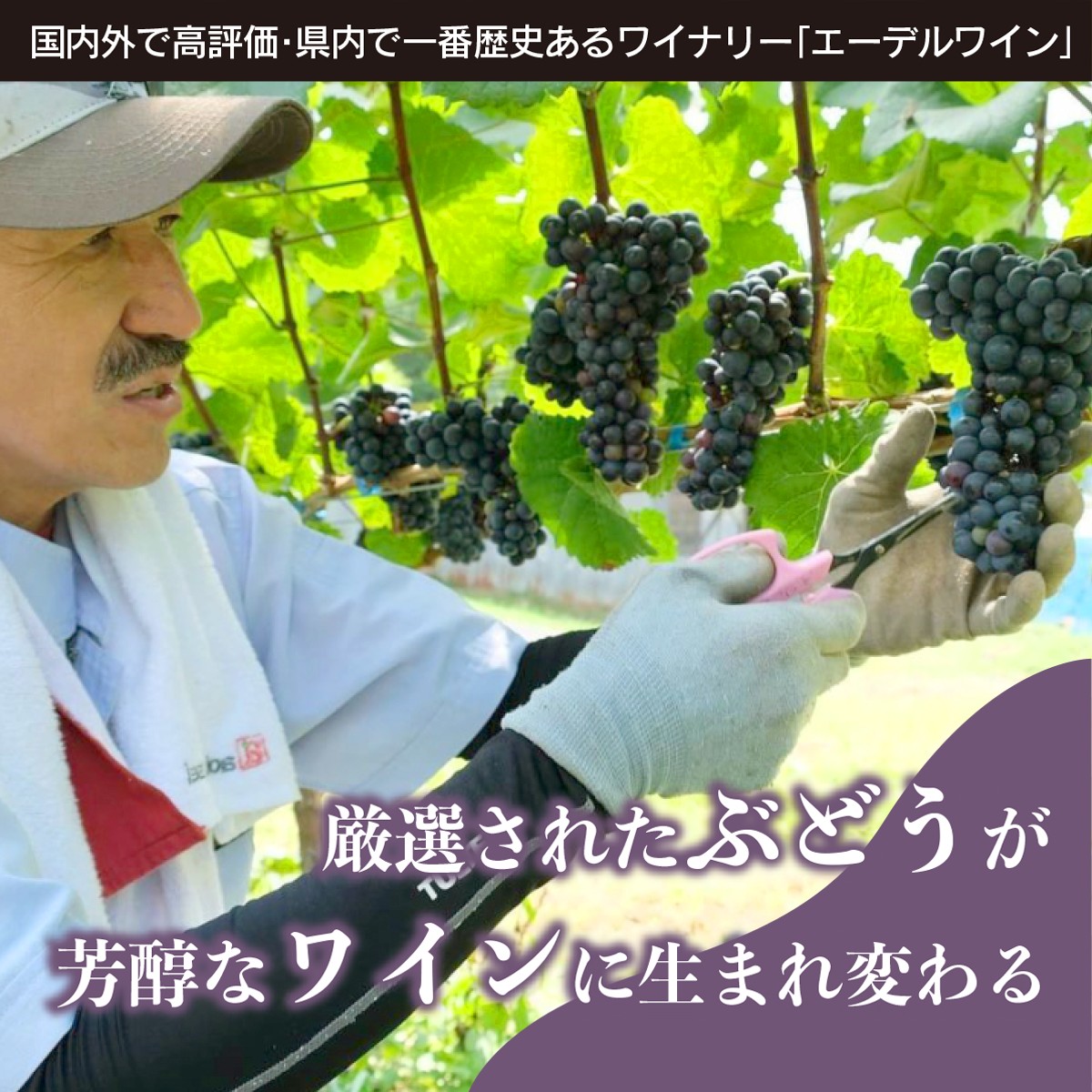 国際ワインコンクール受賞6本セット  エーデルワイン  【627】