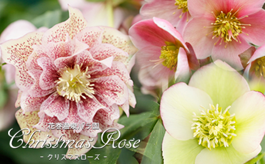 花巻温泉バラ園で育ったクリスマスローズ苗　<2026年2月上旬より順次発送> 【1616】