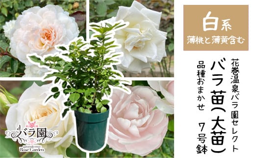 花巻温泉バラ園で育った「バラ大苗」7号サイズ -白- 【1662】