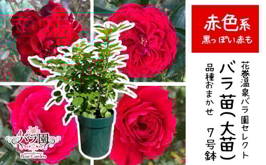 <色が選べる♪>花巻温泉バラ園で育った「バラ大苗」7号サイズ -赤-　【1663】