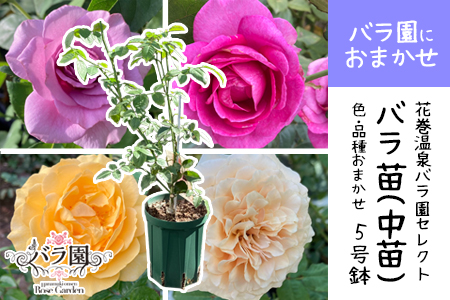 <園長セレクト♪>花巻温泉バラ園で育った「バラ中苗」5号サイズ -園長におまかせ-<2026年3月より発送> 【1856】