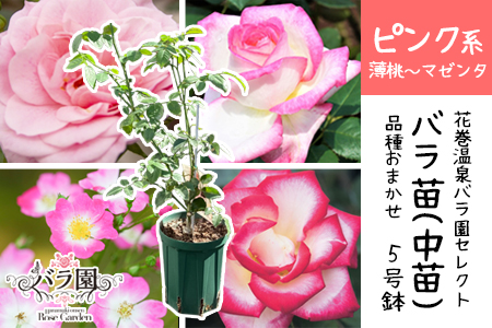 <色で選べる♪>花巻温泉バラ園で育った「バラ中苗」5号サイズ -ピンク-<2026年3月より発送> 【1857】