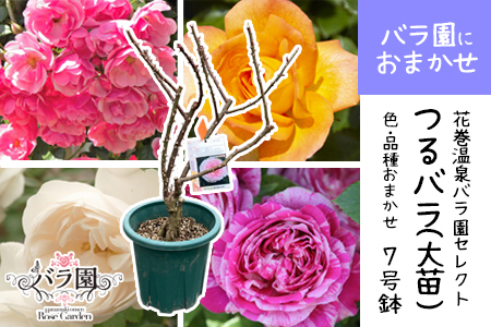 花巻温泉バラ園で育った「つるバラ大苗」7号サイズ -園長におまかせ-  【1915】