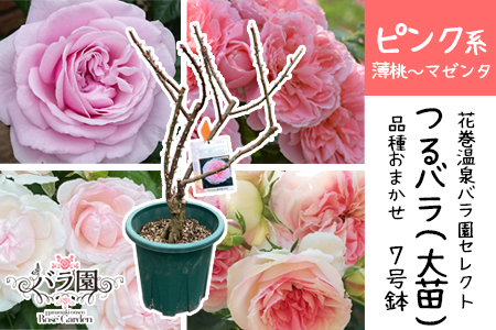 花巻温泉バラ園で育った「つるバラ大苗」7号サイズ -ピンク-  【1916】