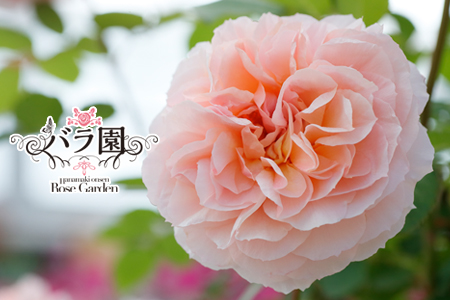 花巻温泉バラ園 オリジナル品種「ミラクルローズ90」　新苗　<2026年6月より随時発送> 【1999】