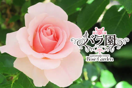 花巻温泉バラ園 オリジナル品種「オリンピアローズ2020」 新苗 <2026年6月より随時発送>【914】