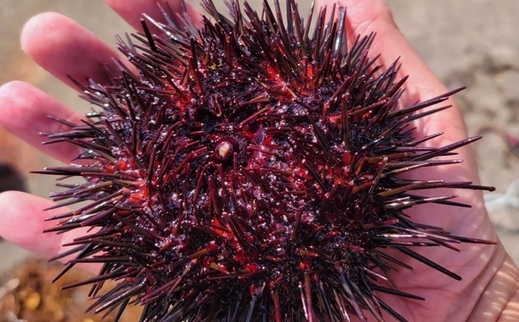 「2026年発送予約分」久慈市麦生産「黄金雲丹」170g（牛乳瓶入り 生うに）