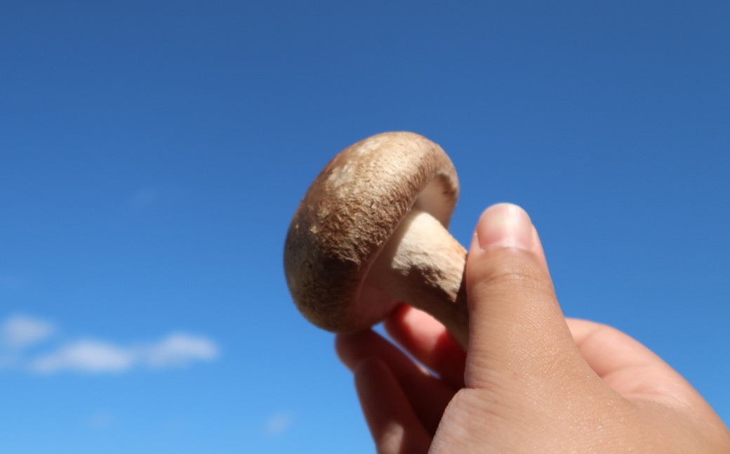 【通常発送】＼自社厳選／こだわり極旨「菌床生しいたけ１kg」 「通常発送」