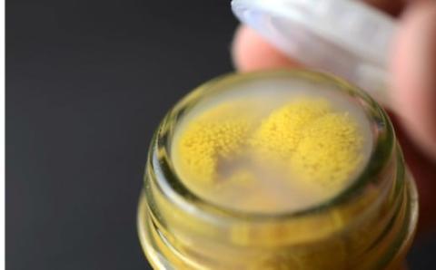 先行予約「2026年発送」 北三陸の生うには今だけ！無添加採れたて「生うに」そのままビン詰180ｇ （岩手 三陸 久慈 牛乳瓶 冷蔵 180ｇ 1本 生 雲丹 ウニ 新鮮 添加物不使用 ミョウバン不使用 送料無料 配送指定日不可 ５月中旬頃から発送予定） １本（180ｇ）