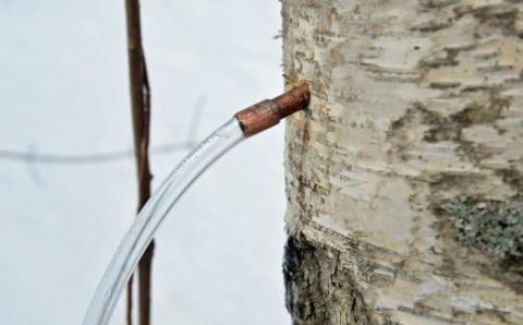 白樺樹液と肌 しっとり美肌オールインワンジェル100ｇ