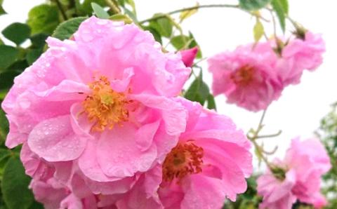 【自家栽培のダマスクローズをブレンド】「久慈のバラの紅茶」（ティーパック＆茶葉セット）