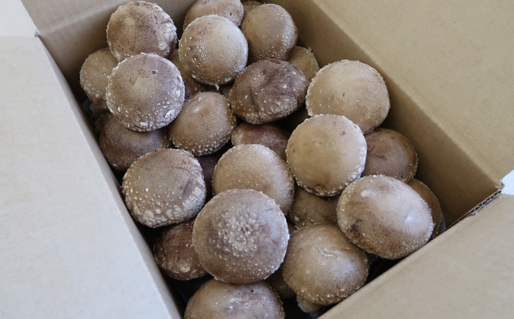 【通常発送】＼自社厳選／こだわり極旨「菌床生しいたけ１kg」 「通常発送」