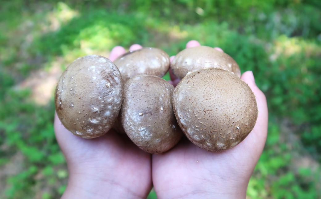 【平日お届け】＼自社厳選／こだわり極旨「菌床生しいたけ１kg」 「平日お届け」