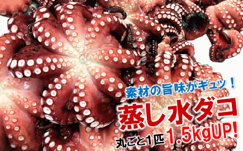 北三陸産 蒸し水ダコ丸ごと1匹 1.5kgUP