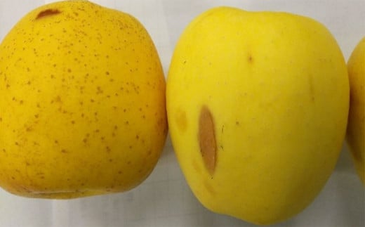 訳あり りんご（はるか） 約10kg ／りんご 林檎 果物 くだもの フルーツ 岩手県産 【2025年12月下旬－2026年1月下旬発送予定】