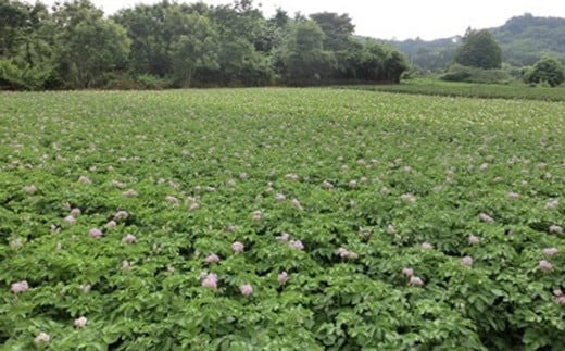 【厳選品】岩手にのへじゃがいも「伝」3～4種 品種おまかせ (L・Mサイズ混合) 10kg 【2026年9月中旬から2027年2月下旬発送予定】／ジャガイモ じゃがいも 芋 イモ ポテト 野菜 お取り寄せ 農家 産地直送 食べ比べ