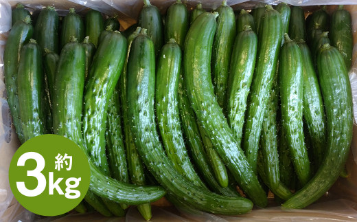 いわてひろファームの「岩手にのへきゅうり」訳アリ・Ｂ品 3kg