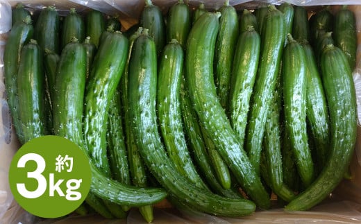 いわてひろファームの「岩手にのへきゅうり」訳アリ・Ｂ品 3kg