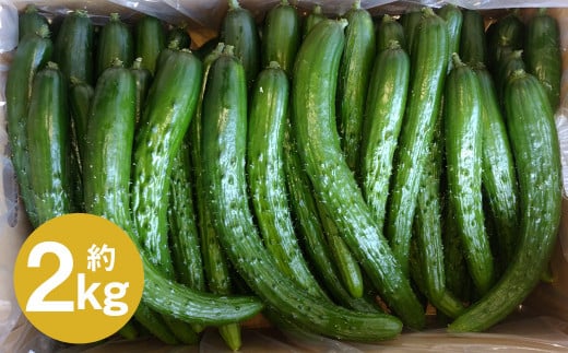 いわてひろファームの「岩手にのへきゅうり」訳アリ・Ｂ品 2kg