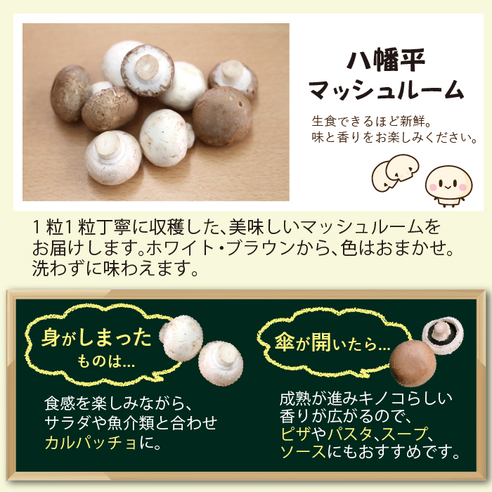 八幡平マッシュルーム1kg 色はおまかせ 3ヶ月定期便 ／ジオファーム きのこ 料理 キノコ 茸