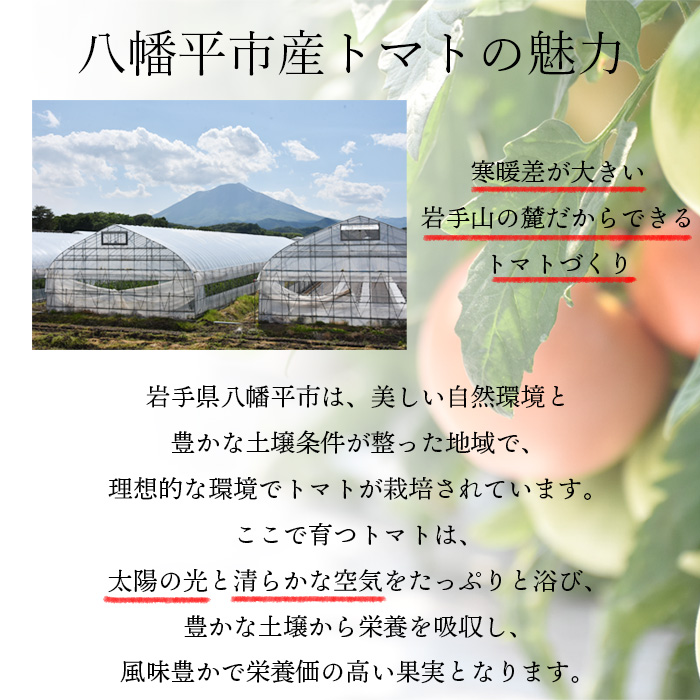 【岩手県産】こだわり大玉トマト 約2kg ／ 【田村和大】 とまと 大玉とまと 新鮮 夏野菜 旬 期間限定 季節限定 野菜 お野菜 八幡平市産 産地直送 農家直送 国産