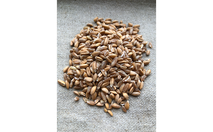 薪窯パン 有機エンマー 2個 × 3ヶ月定期便 【 農家パン VERUM 】 ／ パン ぱん ブレッド ベーカリー 古代小麦 薪窯 薪窯焼き 薪窯焼 石窯パン 石窯 卵不使用 乳製品不使用 乳不使用