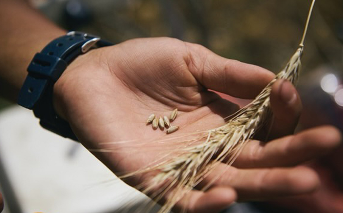 薪窯パン 有機ライ麦 3個 【 農家パン VERUM 】 ／ パン ぱん ブレッド ベーカリー 古代小麦 薪窯 薪窯焼き 薪窯焼 石窯パン 石窯 卵不使用 乳製品不使用 乳不使用