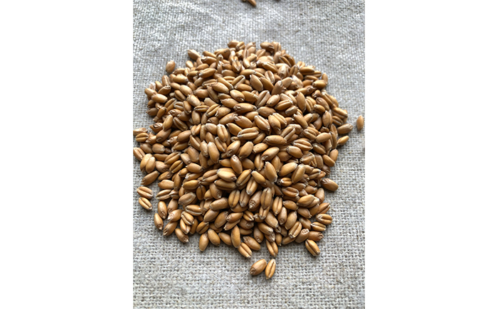 薪窯パン 岩手在来有機フルツ小麦の胡桃レーズン 2個 【 農家パン VERUM 】 ／ パン ぱん ブレッド ベーカリー 古代小麦 薪窯 薪窯焼き 薪窯焼 石窯パン 石窯 卵不使用 乳製品不使用 乳不使用