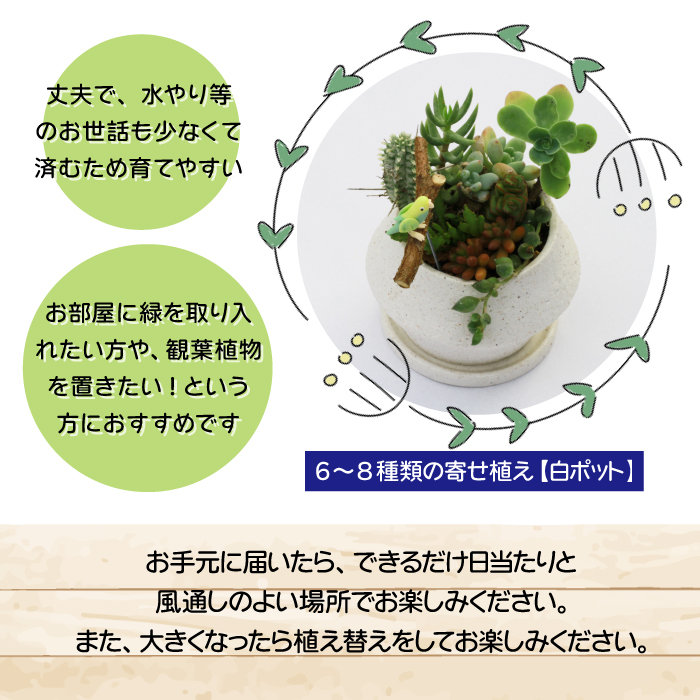 サボテン＆多肉植物の寄せ植え【白ポット】 ／ インテリア 植物 ギフト おしゃれ 彩花園
