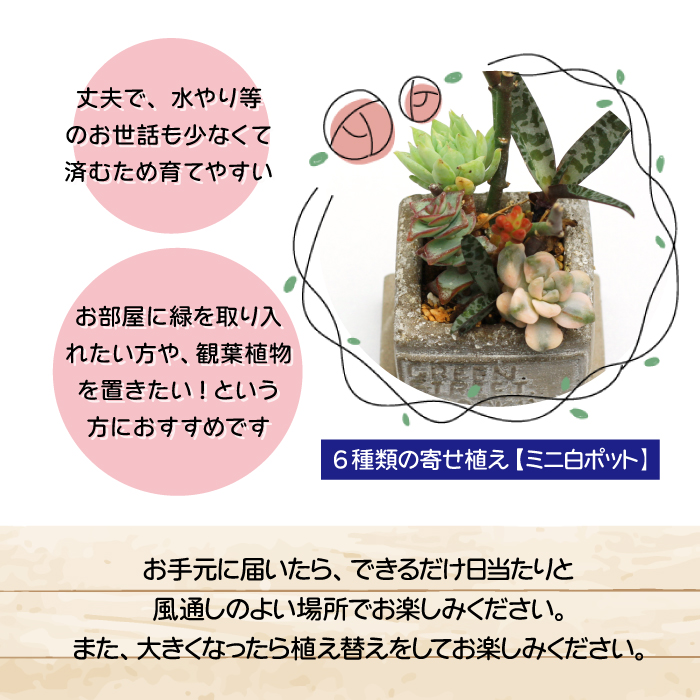 サボテン＆多肉植物の寄せ植え【ミニ白ポット】 ／ インテリア 植物 ギフト おしゃれ 彩花園
