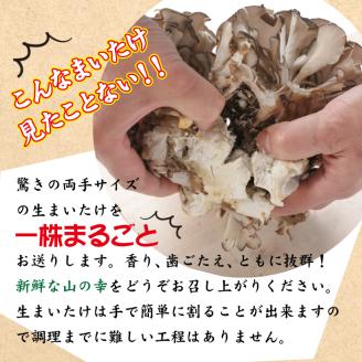 生まいたけ大株 約1200g【安比まいたけ】 ／ 舞茸 マイタケ きのこ キノコ 茸: 八幡平市ANAのふるさと納税