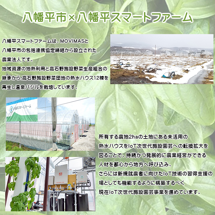 温泉バジル薫るジューシーソーセージセット ／ バジル ソーセージ おつまみ 贈り物 スマートファーム