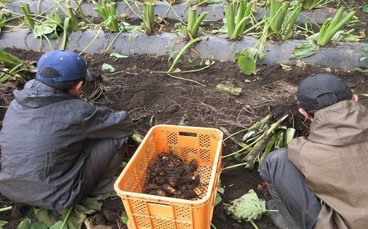 【2026年10月発送開始予定】 早期予約 岩手県産 土付き 里芋 約1.5kg ／ さといも サトイモ 野菜 根菜 産地直送 【福祉事業所 ポパイの家】