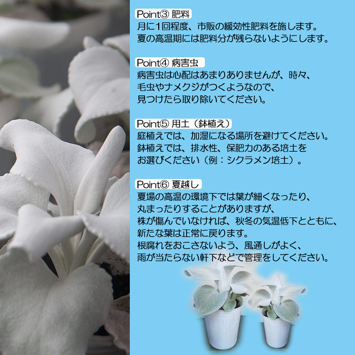 早期予約【期間限定】2025年10月下旬より発送開始予定 鉢物 セネシオ「エンジェルウイングス」 2.5寸×6鉢 ／ 植物 希少 シルバーリーフ 観葉植物 安代リンドウ開発