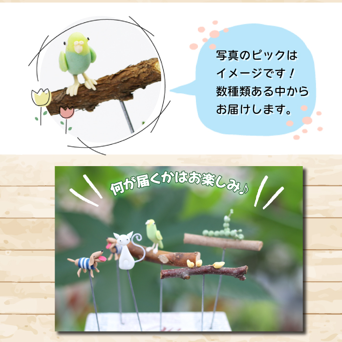 サボテン＆多肉植物の寄せ植え【白ポット】 ／ インテリア 植物 ギフト おしゃれ 彩花園