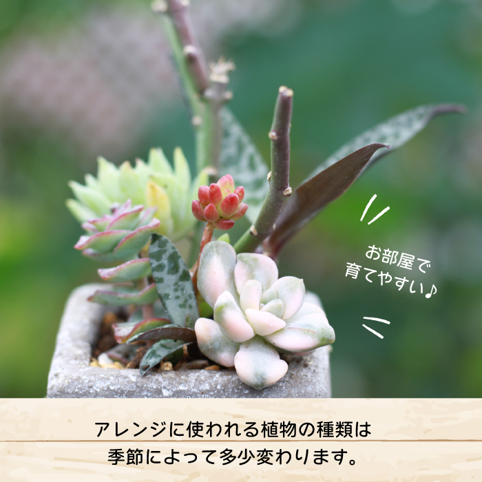 サボテン＆多肉植物の寄せ植え【ミニ白ポット】 ／ インテリア 植物 ギフト おしゃれ 彩花園