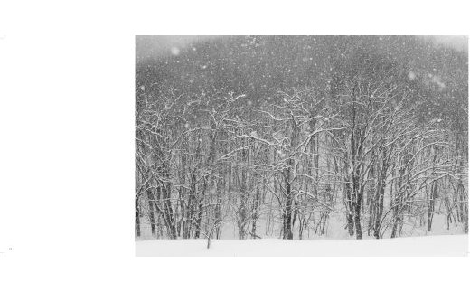 写真家 望月久 モノクロ写真集「FOREST」～安比高原・八幡平～ ／ 写真 写真集 作品集 風景 自然